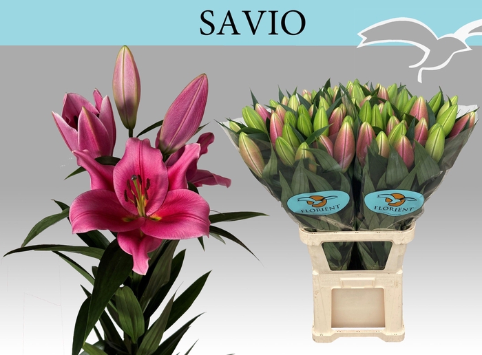 <h4>LI OT SAVIO</h4>