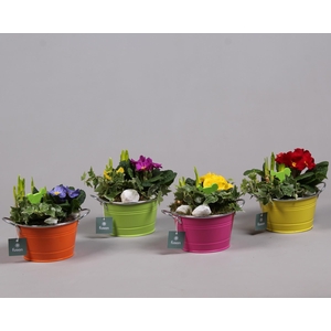 Schaal zink rond Voorjaar met Arrangement verschillende kleuren