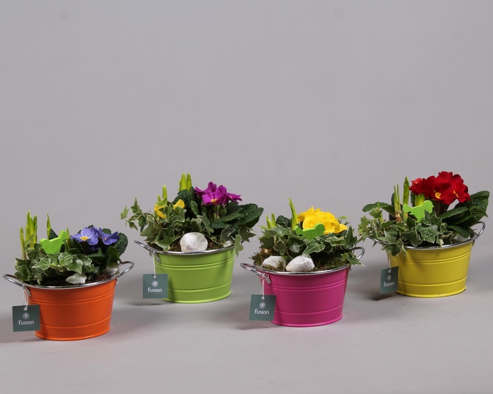 <h4>Schaal zink rond Voorjaar met Arrangement verschillende kleuren</h4>