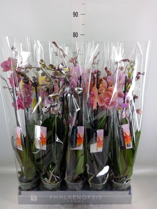 <h4>Phalaenopsis   ...mix  7</h4>