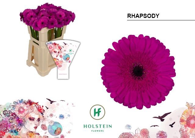 <h4>Germini Rhapsody Water</h4>