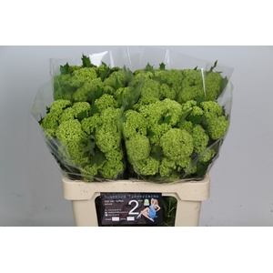VIBURNUM ROSEUM ST