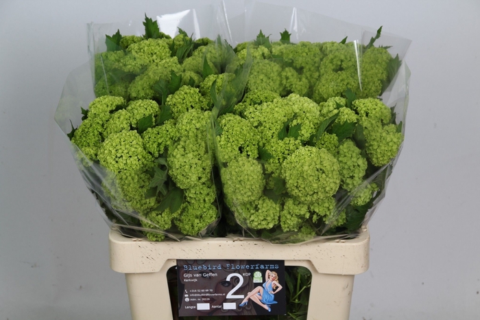 <h4>VIBURNUM ROSEUM ST</h4>