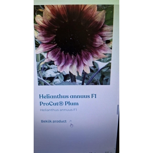 Heliant Pro Cut Plum