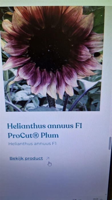 <h4>Heliant Pro Cut Plum</h4>