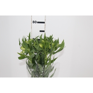 ALST. WHITNEY 070 CM