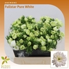Anemone Fullstar Pure White