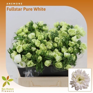 Anemone Fullstar Pure White