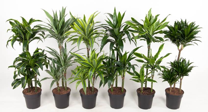 <h4>Mix 60-30-15</h4>