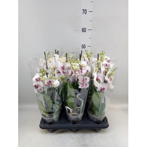 Phalaenopsis multi. 'FC Safe Haven'