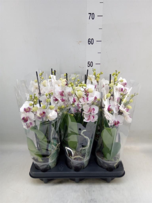 <h4>Phalaenopsis multi. 'FC Safe Haven'</h4>