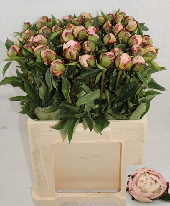 <h4>PAEO L GARDENIA</h4>