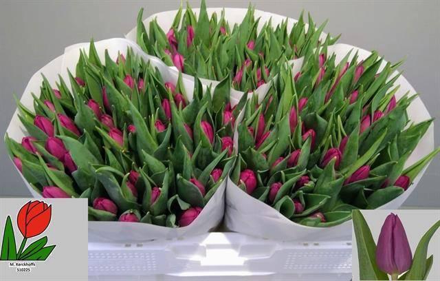 <h4>TU EN PURPLE PRINCE</h4>