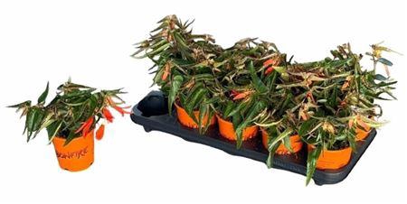 <h4>Begonia Tuberhybrida Grp Bonfire</h4>