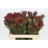 Leucadendron Blush Spray