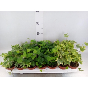 Hedera ...mix