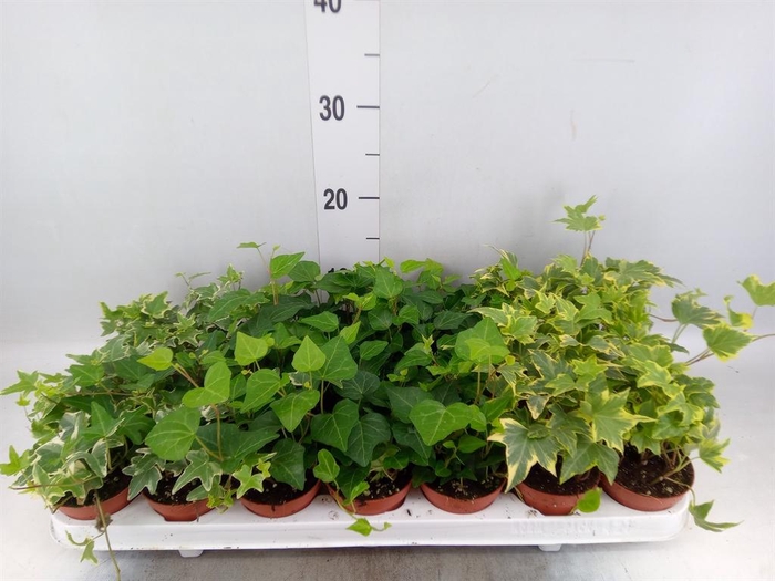<h4>Hedera ...mix</h4>