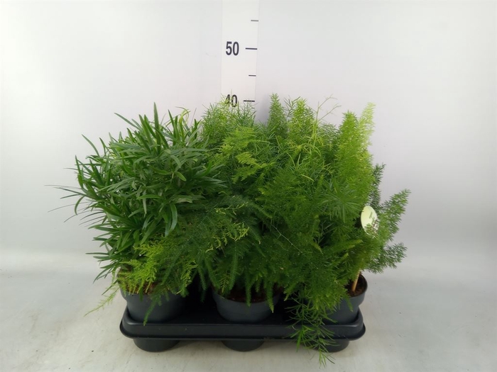 <h4>Asparagus   ...mix</h4>