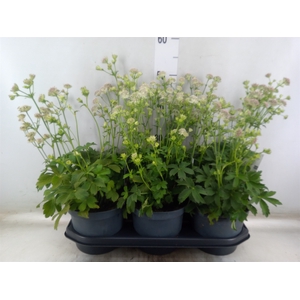 Astrantia major