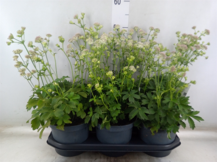 <h4>Astrantia major</h4>