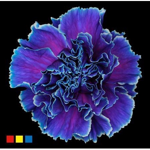 Dianthus St Slush Puppy