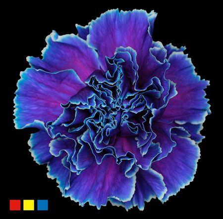 <h4>Dianthus St Slush Puppy</h4>