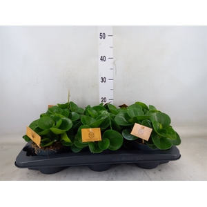 Peperomia obt. 'Green Gold'