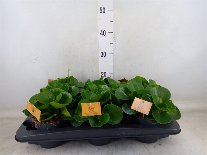 <h4>Peperomia obt. 'Green Gold'</h4>