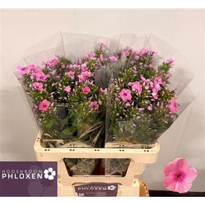 PHLOX P KIKI
