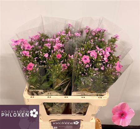 <h4>PHLOX P KIKI</h4>