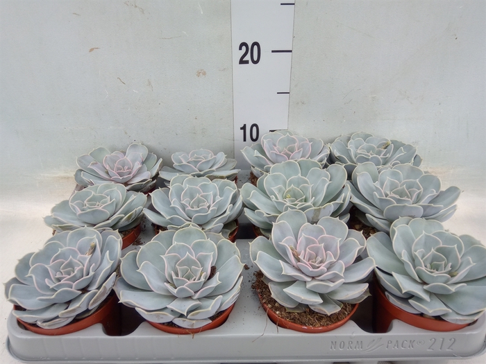 <h4>Echeveria lilacina</h4>