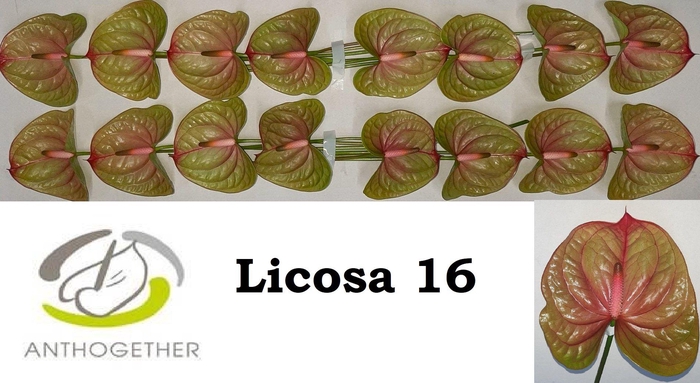 <h4>Anth A Licosa 11 cm X16 Oosterzon</h4>