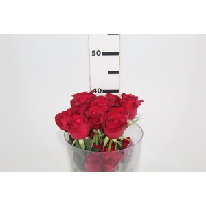 ROSA SAMOURAI 040 CM ESTUFA