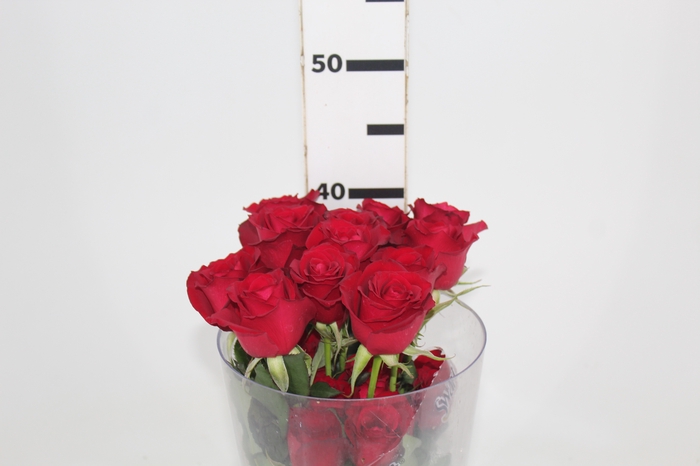 <h4>ROSA SAMOURAI 040 CM ESTUFA</h4>