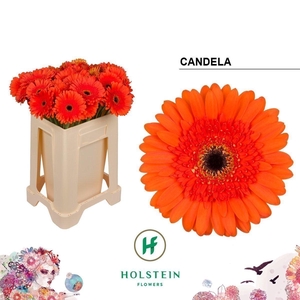 Gerbera candela