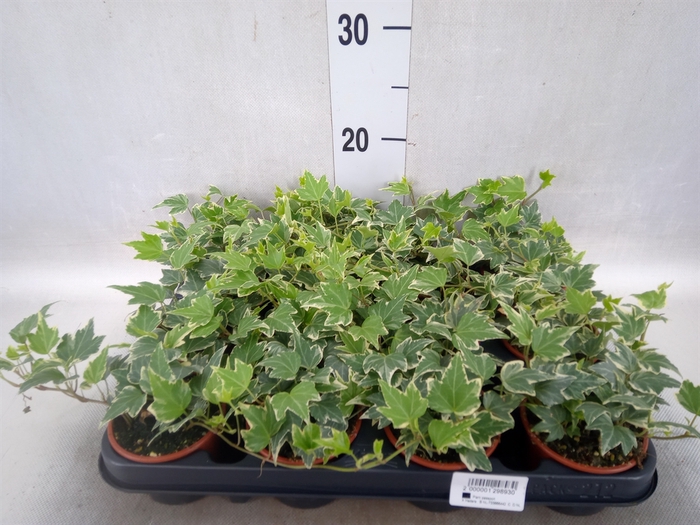 <h4>Hedera   ...variegated</h4>