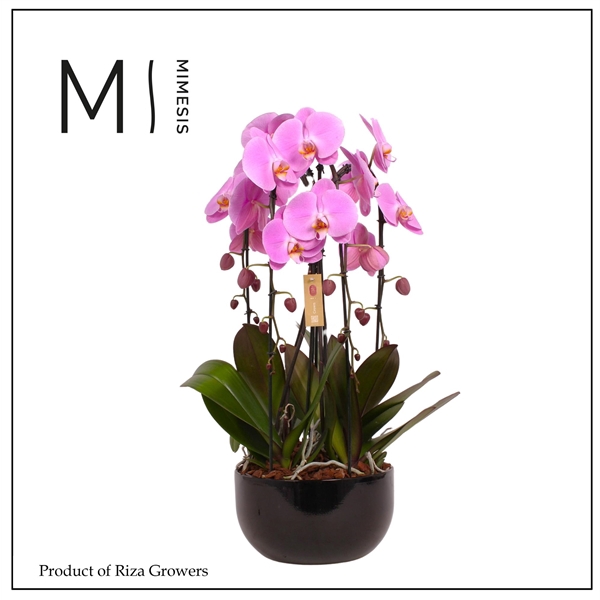 <h4>Mimesis Phal. Arrangement Crown Pink - 4 spike 26cm in Saskia Black Ceramic</h4>