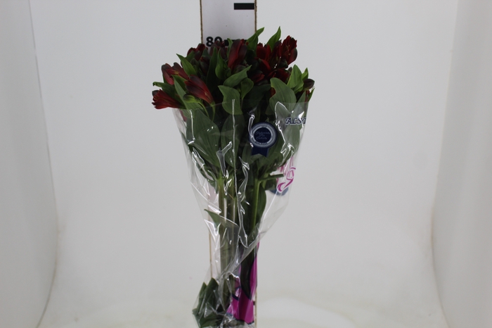 <h4>ALSTROEMERIA ANGELINA 080 CM</h4>