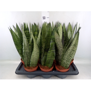 Sansevieria zeylanica