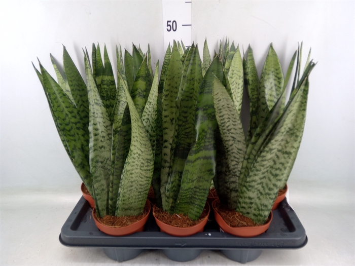 <h4>Sansevieria zeylanica</h4>