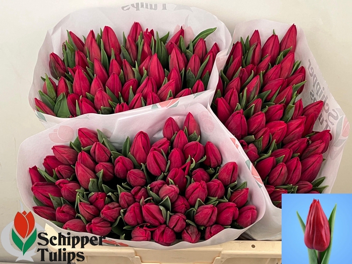 <h4>TU EN STRONG LOVE</h4>