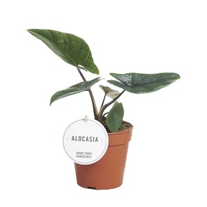 Alocasia Scalprum