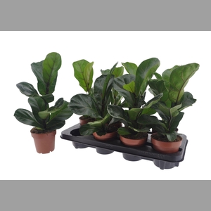FICUS LYRATA BAMBINO