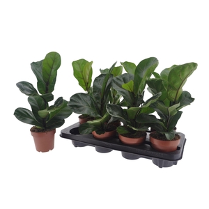 FICUS LYRATA BAMBINO