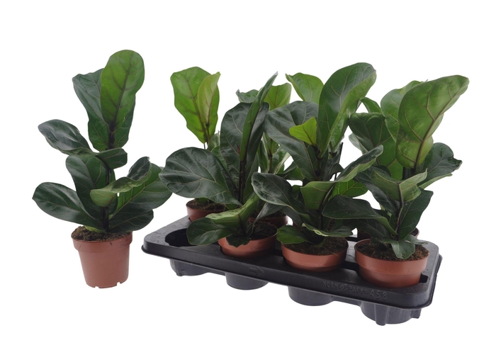 <h4>FICUS LYRATA BAMBINO</h4>