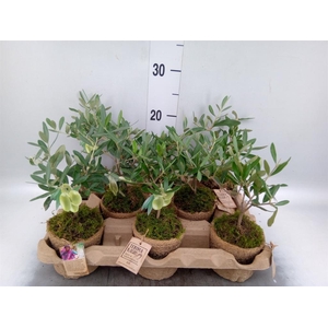 Arr.   Tuinplanten L%