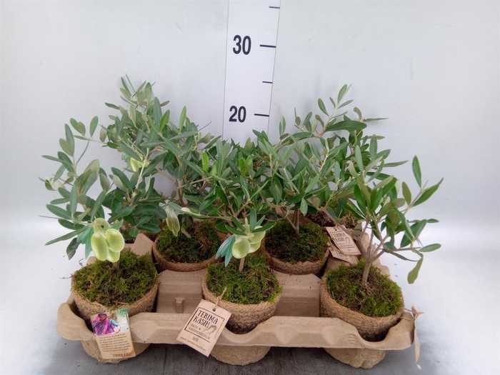 <h4>Arr. Tuinplanten L%</h4>