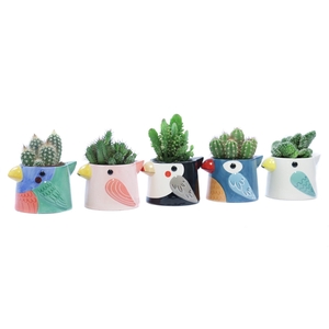 Cactus 8,5 cm in tanager bird planter