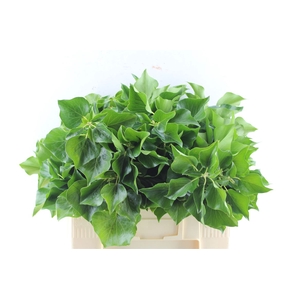 Hedera Extra Per Pak
