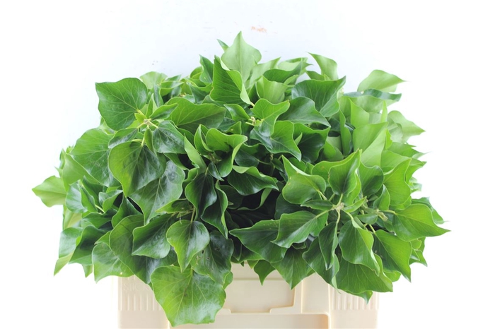 <h4>Hedera Extra Per Pak</h4>